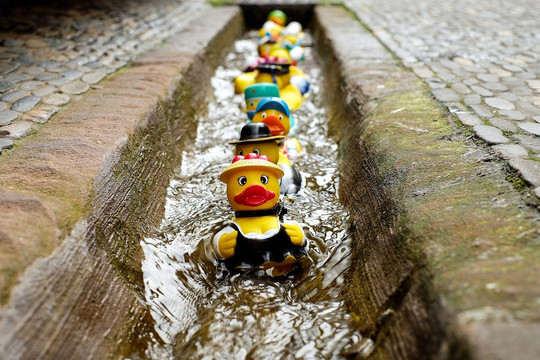 rubber ducks floating in a rain gutter
